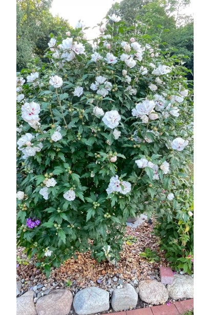 Гібіскус сирійський в саду.